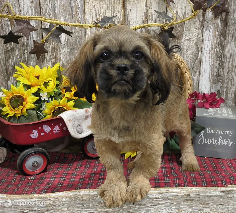 Kaleb  – Shih Tzu puppy for sale in Stratford, WI
