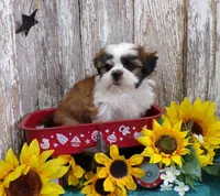 AKC Perry, a male Shih Tzu for sale in Stratford, WI – 4 of 5