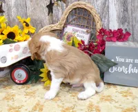 Bruce, a male Cavalier King Charles Spaniel for sale in Stratford, WI – 2 of 6