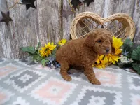Grant, a male Poodle - Miniature  for sale in Stratford, WI – 4 of 7