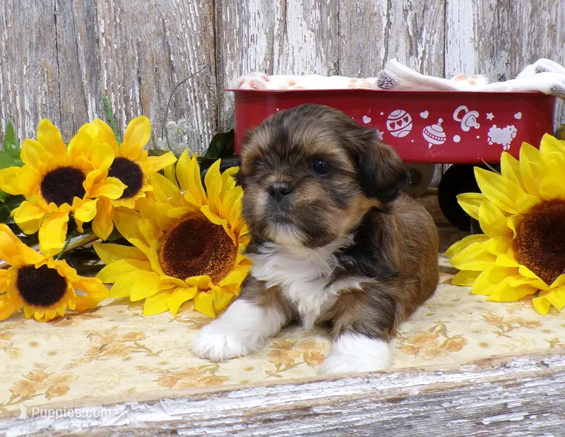 Robert – Shih Tzu puppy for sale in Stratford, WI