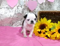 Mr Pepper, a male Pug for sale in Stratford, WI – Photo 1 of 7