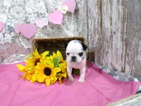 Mr Pepper, a male Pug for sale in Stratford, WI – Photo 3 of 7