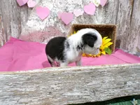 Mr Pepper, a male Pug for sale in Stratford, WI – Photo 5 of 7