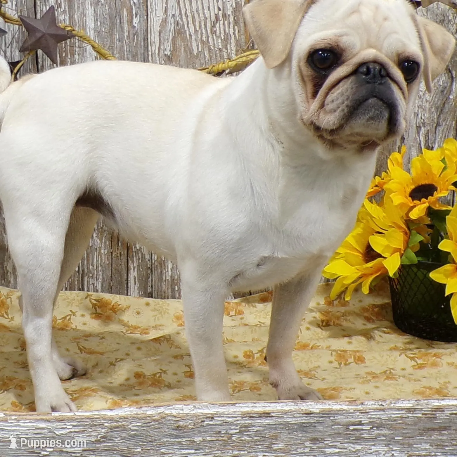 Mr Pepper, a male Pug for sale in Stratford, WI – Photo 6 of 7