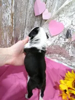 Mr Pepper, a male Pug for sale in Stratford, WI – Photo 4 of 7