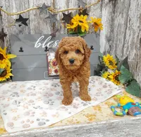 Grant, a male Poodle - Miniature  for sale in Stratford, WI – 3 of 7