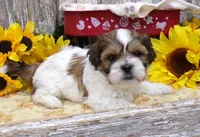 Rodger, a male Shih Tzu for sale in Stratford, WI – 1 of 7