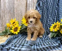 Minnie, a female Poodle - Miniature  for sale in Stratford, WI – 4 of 5