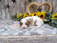 Jaxon, a male Cavapoo for sale in Stratford, WI – 2 of 4