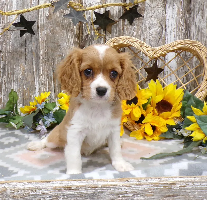 Bruce – Cavalier King Charles Spaniel puppy for sale in Stratford, WI