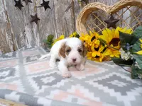 Jaxon, a male Cavapoo for sale in Stratford, WI – 4 of 4