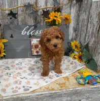 Grant, a male Poodle - Miniature  for sale in Stratford, WI – 5 of 7