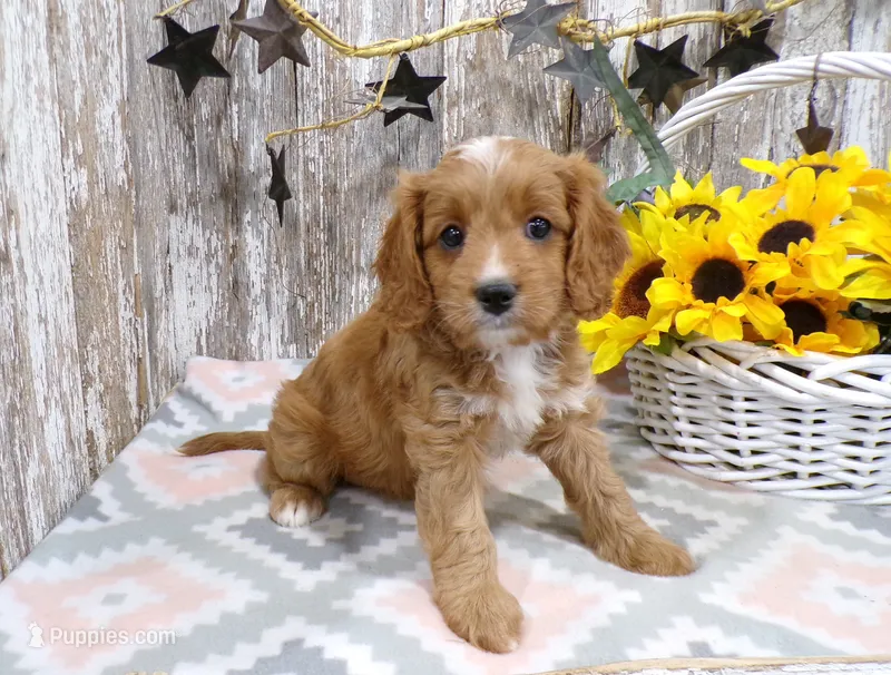 Jenny – Cavapoo puppy for sale in Stratford, WI