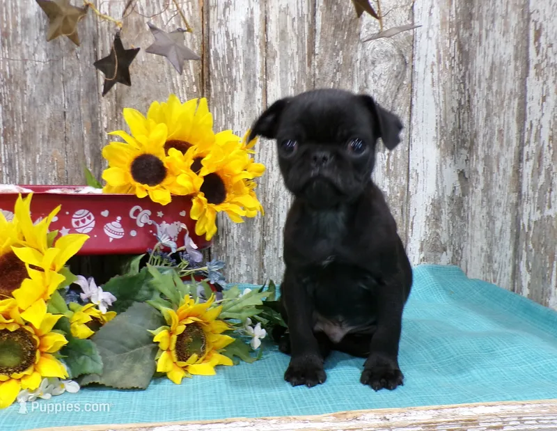 Zeke – Pug puppy for sale in Stratford, WI