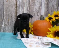 Zeke, a male Pug for sale in Stratford, WI – 3 of 3