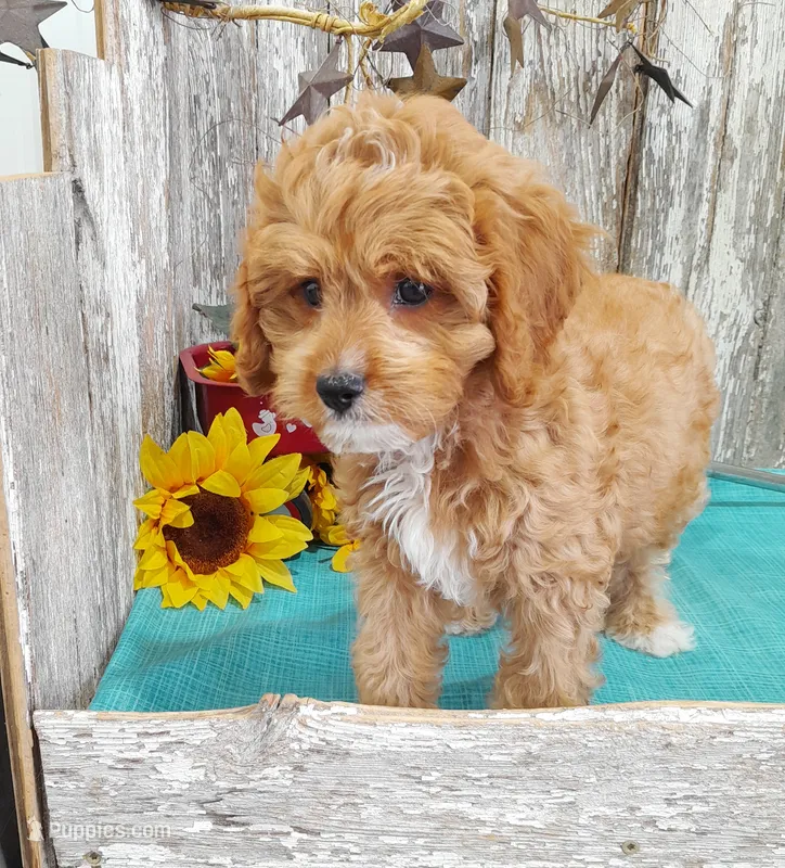 Tony – Cavapoo puppy for sale in Stratford, WI
