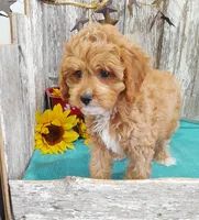 Tony, a male Cavapoo for sale in Stratford, WI – 1 of 2