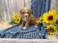 Clara, a female Poodle - Miniature  for sale in Stratford, WI – 4 of 5