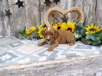 Jenny, a female Cavapoo for sale in Stratford, WI – 3 of 4