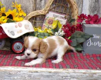 Benjie, a male Cavalier King Charles Spaniel for sale in Stratford, WI – 3 of 4
