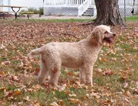 Grant, a male Poodle - Miniature  for sale in Stratford, WI – 6 of 7
