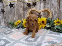 Grant, a male Poodle - Miniature  for sale in Stratford, WI – 3 of 7