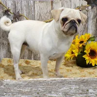 Annie, a female Pug for sale in Stratford, WI – Photo 5 of 6