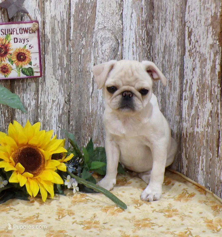 Annie – Pug puppy for sale in Stratford, WI
