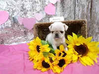 Annie, a female Pug for sale in Stratford, WI – Photo 1 of 6