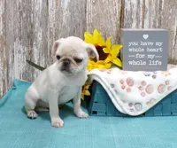 Annie, a female Pug for sale in Stratford, WI – Photo 3 of 6