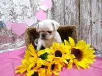 Annie, a female Pug for sale in Stratford, WI – Photo 3 of 6