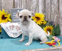 Annie, a female Pug for sale in Stratford, WI – Photo 4 of 6