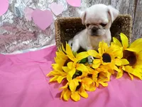 Annie, a female Pug for sale in Stratford, WI – Photo 2 of 6