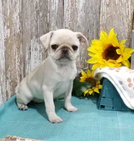 Annie, a female Pug for sale in Stratford, WI – Photo 1 of 6