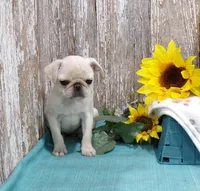 Annie, a female Pug for sale in Stratford, WI – Photo 2 of 6