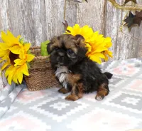 Kim, a female Shih Tzu for sale in Stratford, WI – Photo 1 of 6