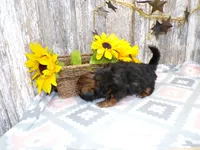 Kim, a female Shih Tzu for sale in Stratford, WI – Photo 3 of 6