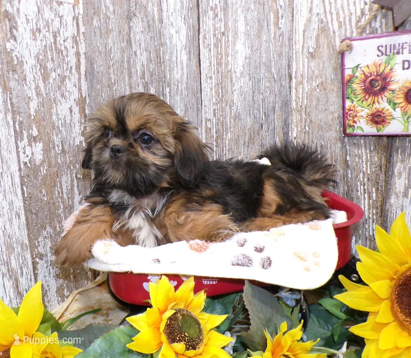 Kim – Shih Tzu puppy for sale in Stratford, WI