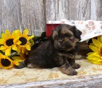 Ruthie, a female Shih Tzu for sale in Stratford, WI – 3 of 6