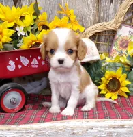 Benjie, a male Cavalier King Charles Spaniel for sale in Stratford, WI – 2 of 4