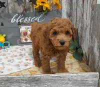 Grant, a male Poodle - Miniature  for sale in Stratford, WI – 2 of 7