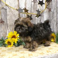 Elsie, a female Shih Tzu for sale in Stratford, WI – Photo 2 of 7
