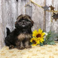 Elsie, a female Shih Tzu for sale in Stratford, WI – Photo 3 of 7