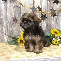 Elsie, a female Shih Tzu for sale in Stratford, WI – Photo 1 of 7