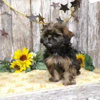 Elsie, a female Shih Tzu for sale in Stratford, WI – Photo 4 of 7