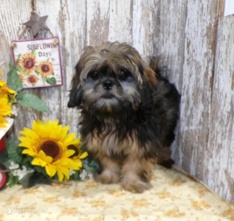 Elsie – Shih Tzu puppy for sale in Stratford, WI