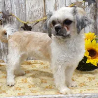 Elsie, a female Shih Tzu for sale in Stratford, WI – Photo 6 of 7