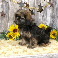 Elsie, a female Shih Tzu for sale in Stratford, WI – Photo 5 of 7