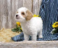 Warren, a male Poodle - Miniature  for sale in Stratford, WI – 5 of 5